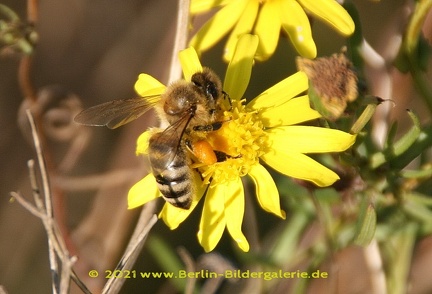 Pollensammlerin - Honigbiene