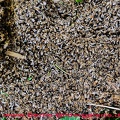 Ein Bienenschwarm (genauer die Königin) ist in Efeugestrüpp gefallen...