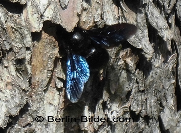 Blau-schwarze Holzbiene -  (Xylocopa violacea)